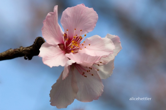 Mandelbaum (Prunus dulcis)